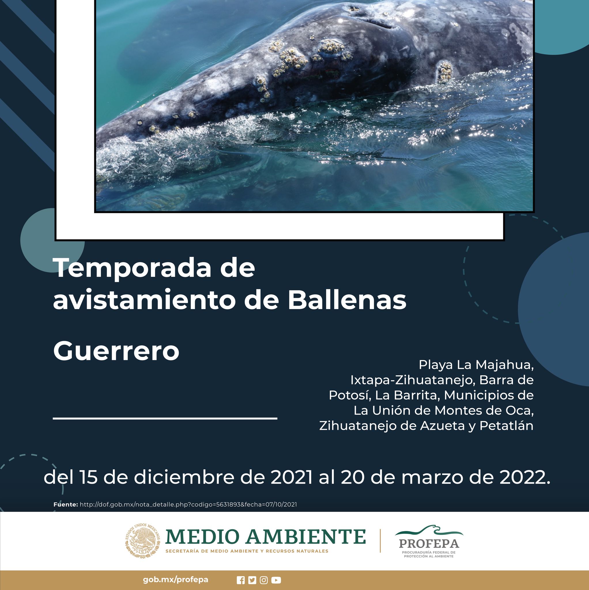 Poster sobre la época permitida para la observación de ballenas en 
                                  el año 2022.
