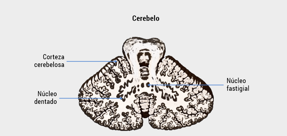 Corteza cerebelosa, núcleo dentado y núcleo fastigial.