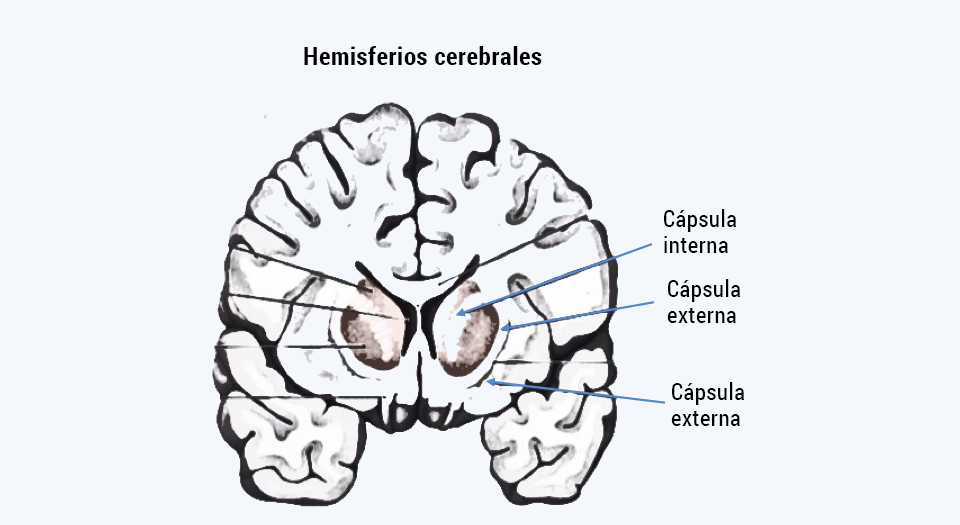 Cápsula interna, externa y extrema.