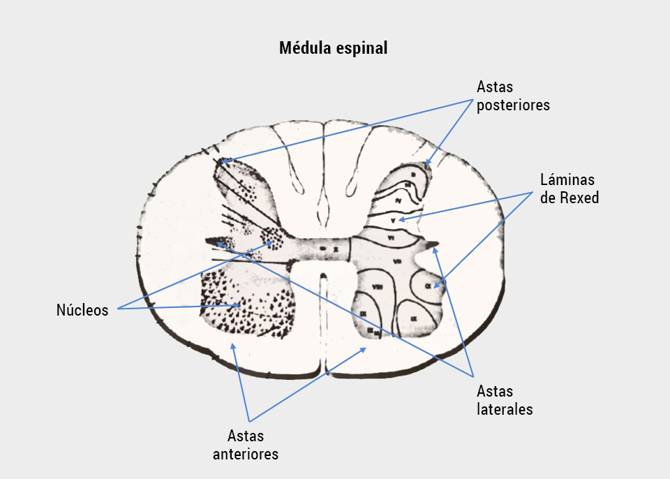 Núcleos, láminas de Redex, astas posteriores, laterales y anteriores.