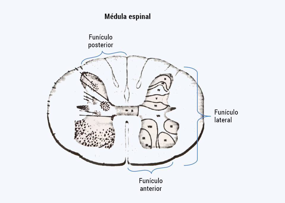 Funículo posterior, lateral y anterior.