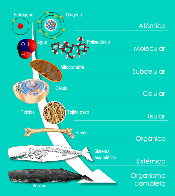 niveles de organización