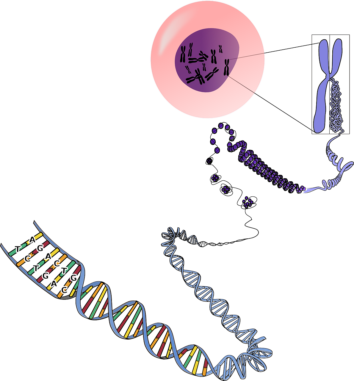 Estructura y funcionamiento del ADN