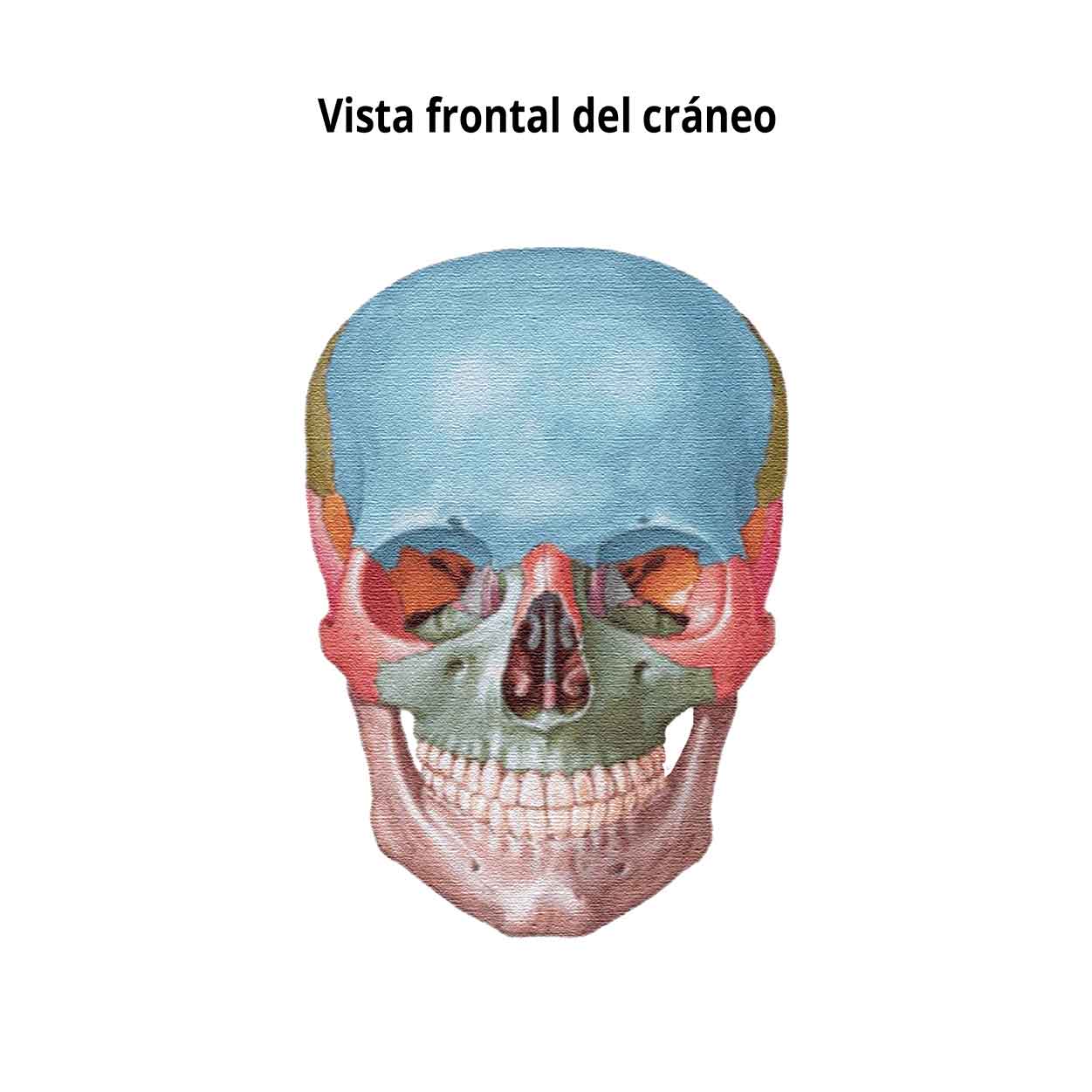 Cráneo humano que muestra la rama maxilar, mandibular y oftálmica.