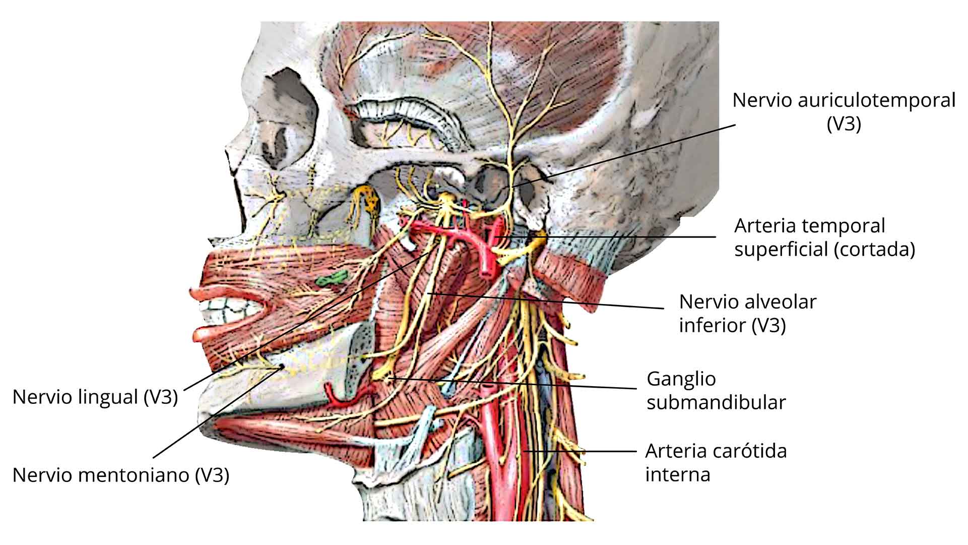 Ilustración que muestra las ramas del nervio mandibular.