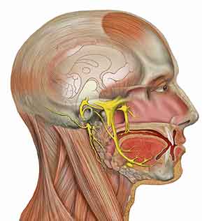 Ilustración que muestra el nervio trigémino en un rostro humano.