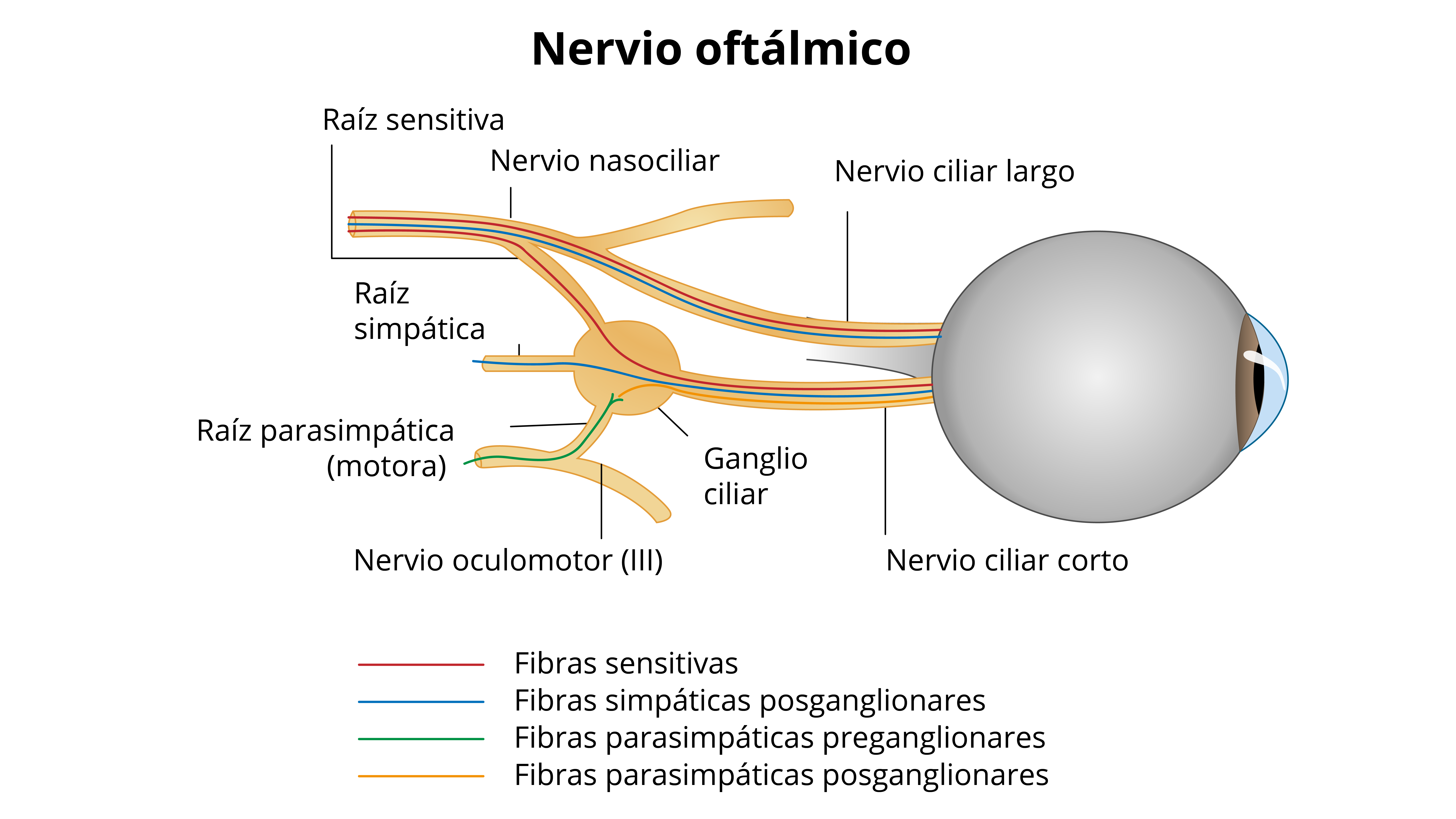 Esquema que muestra el nervio oftálmico.