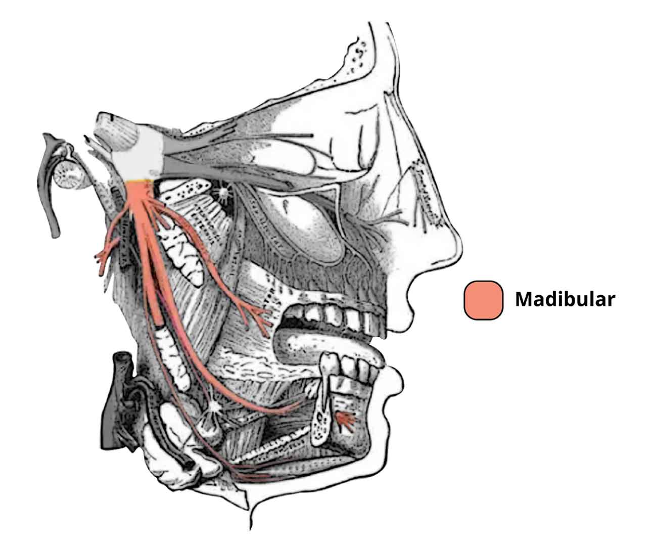 Ilustración que muestra el trayecto de la rama mandibular en rosto humano.