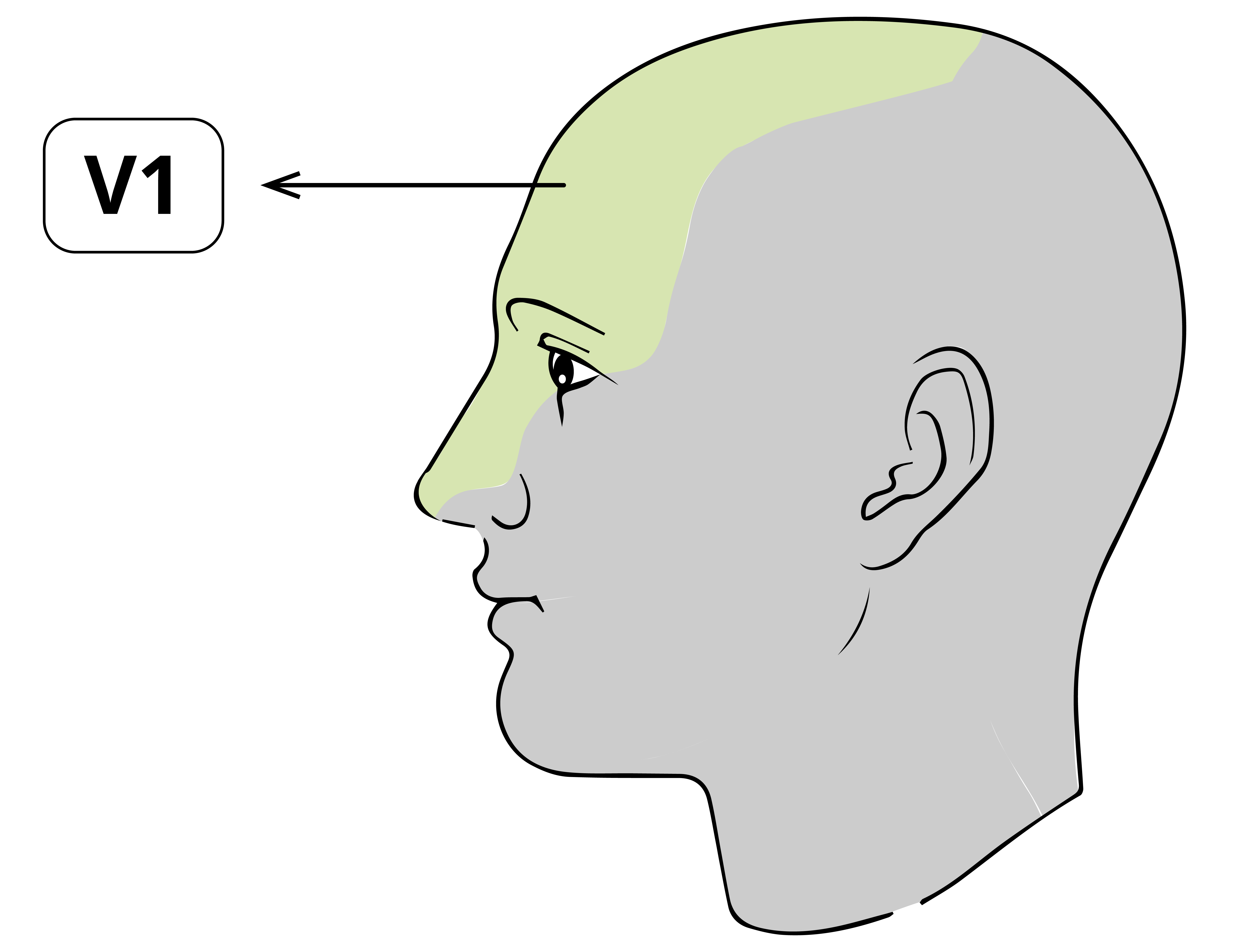 Área de inervación del nervio oftálmico en rostro humano.