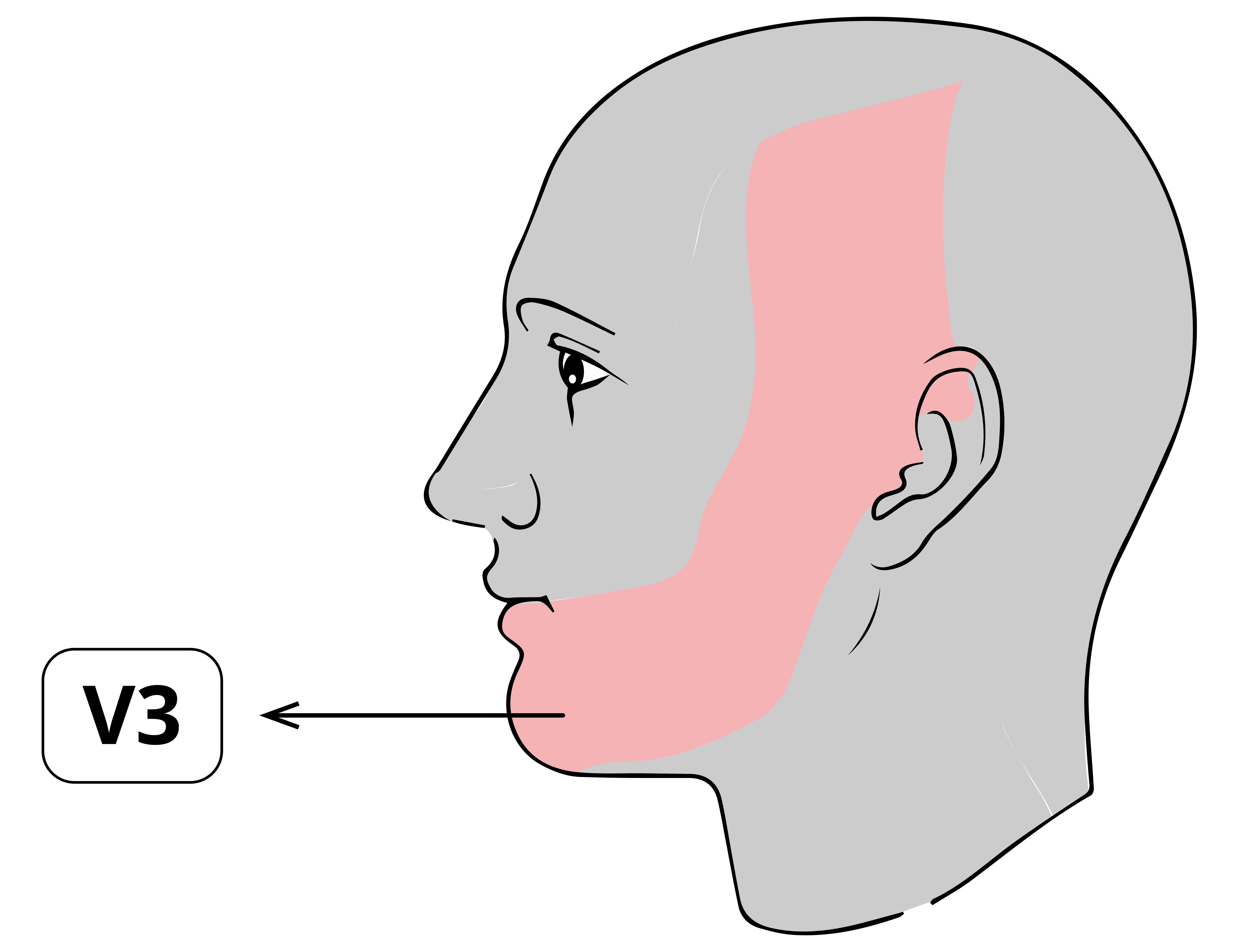 Área de inervación del nervio mandibular en rosto humano.