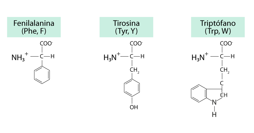 UAPA. Aminoácidos