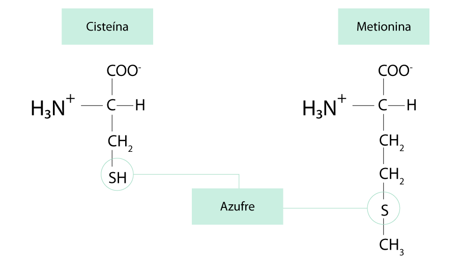 Estructura de metionina y cisteína.