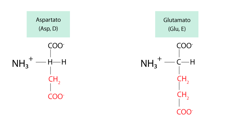 Estructura de aspartato y glutamato.