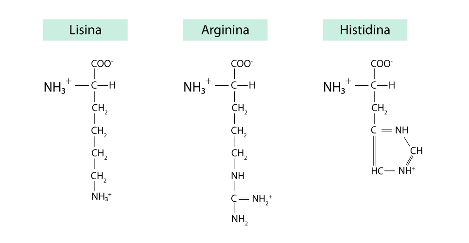 Estructura de lisina, arginina e histidina.