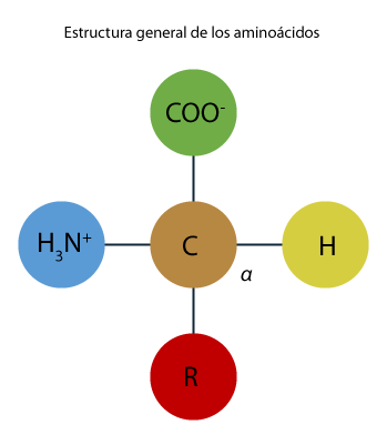 Ilustración que muestra la estructura general de los aminoácidos. 