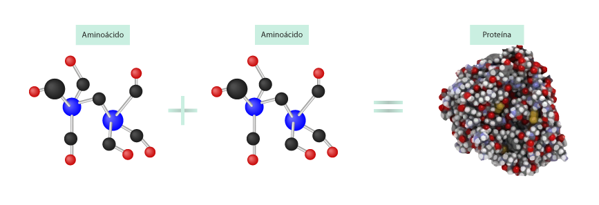 UAPA. Aminoácidos