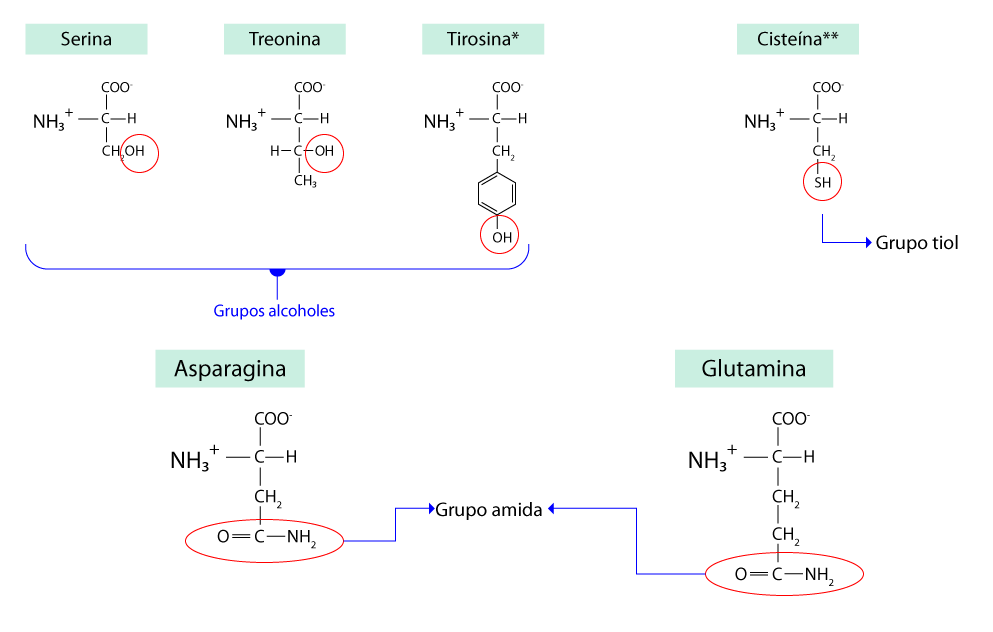 Estructura de serina, treonina, tirosina, cisteína, asparagina y glutamina.