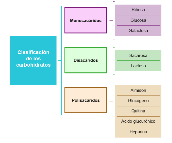 Uapa Carbohidratos Características Químicas Y Clasificación 9596