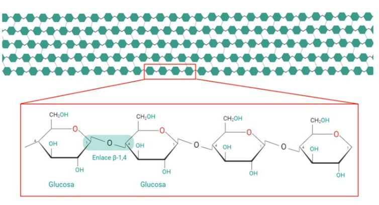 Ilustración que muestra la estructura de la celulosa.