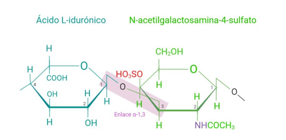 Ilustración que muestra la estructura del sulfato de dermatano.