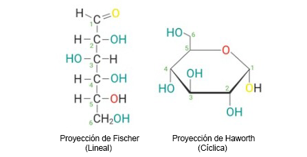 Ilustración que muestra la estructura lineal y cíclica de la glucosa.