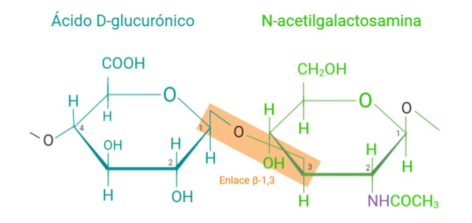 Ilustración que muestra la estructura del ácido hialurónico.