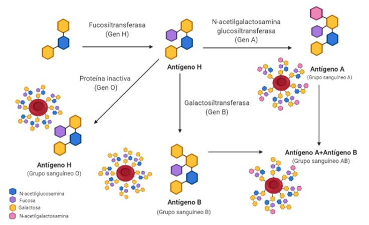Ilustración que muestra los antígenos presentes en el sistema ABO.