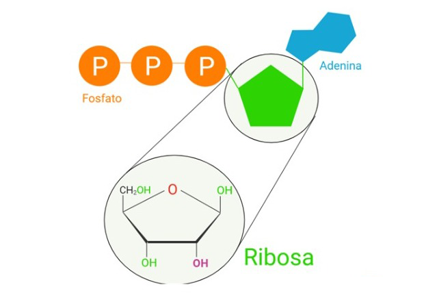 Ilustración que muestra la estructura del ATP.