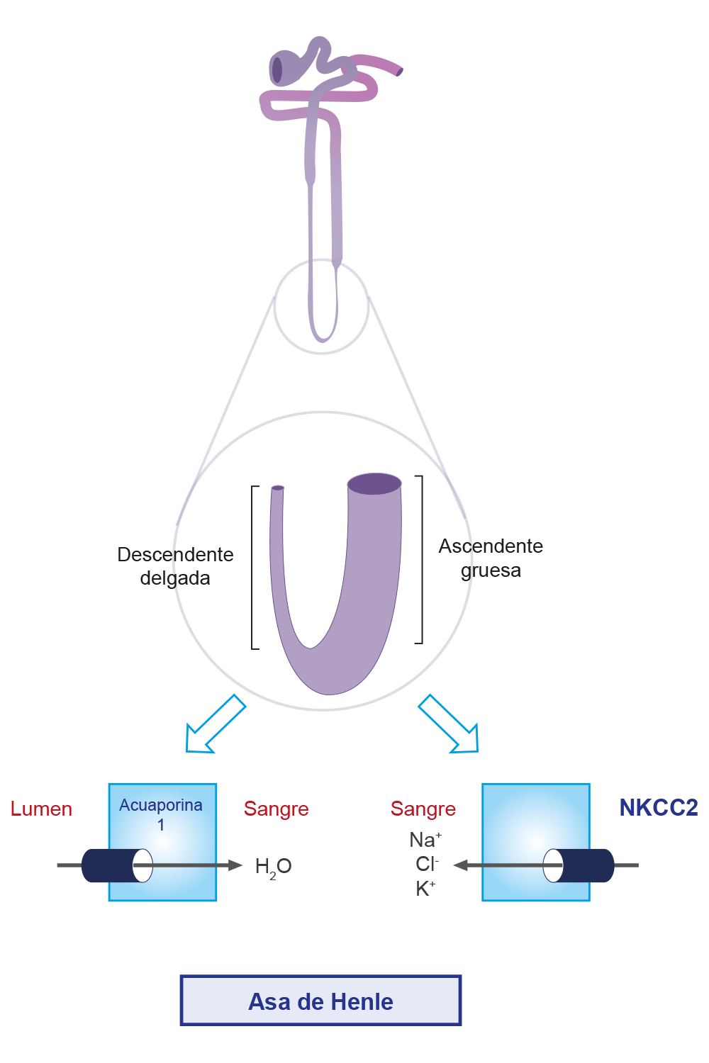 Esquema que muestra los electrolitos: calcio, potasio, magnesio, fósforo, sodio y cloruro.