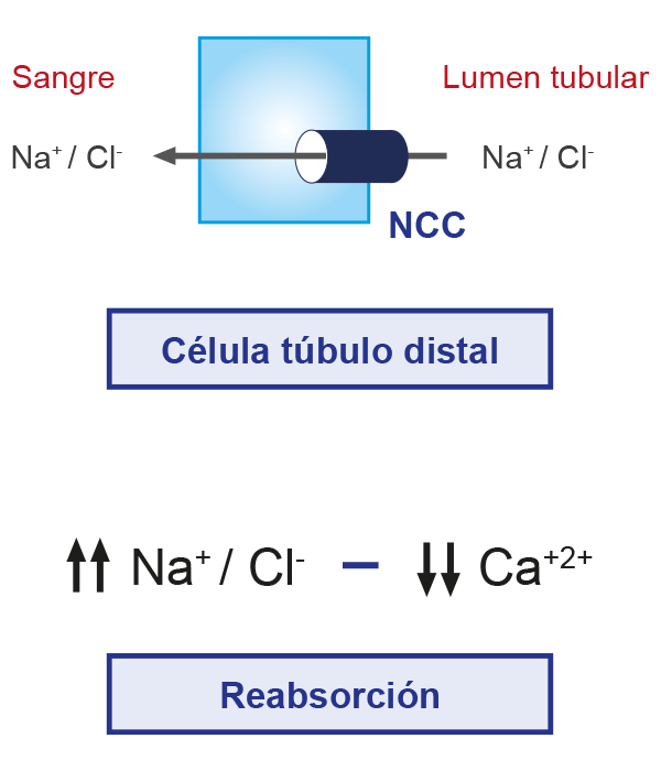 Esquema que muestra los electrolitos: calcio, potasio, magnesio, fósforo, sodio y cloruro.