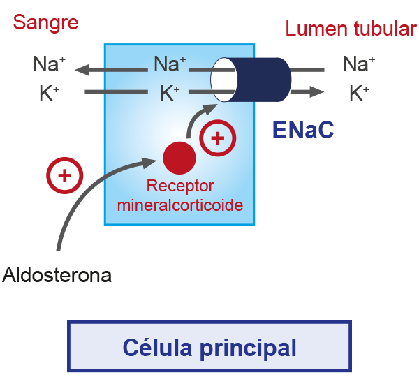 Esquema que muestra los electrolitos: calcio, potasio, magnesio, fósforo, sodio y cloruro.