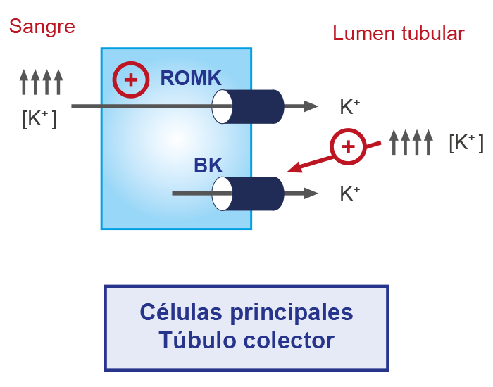 Esquema que muestra los electrolitos: calcio, potasio, magnesio, fósforo, sodio y cloruro.