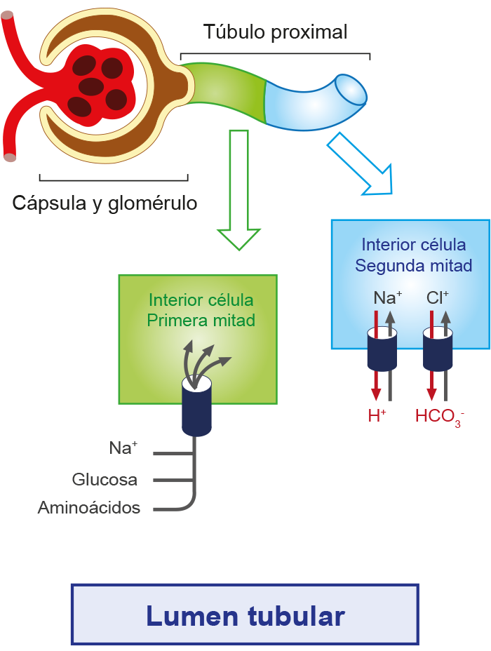 Esquema que muestra los electrolitos: calcio, potasio, magnesio, fósforo, sodio y cloruro.