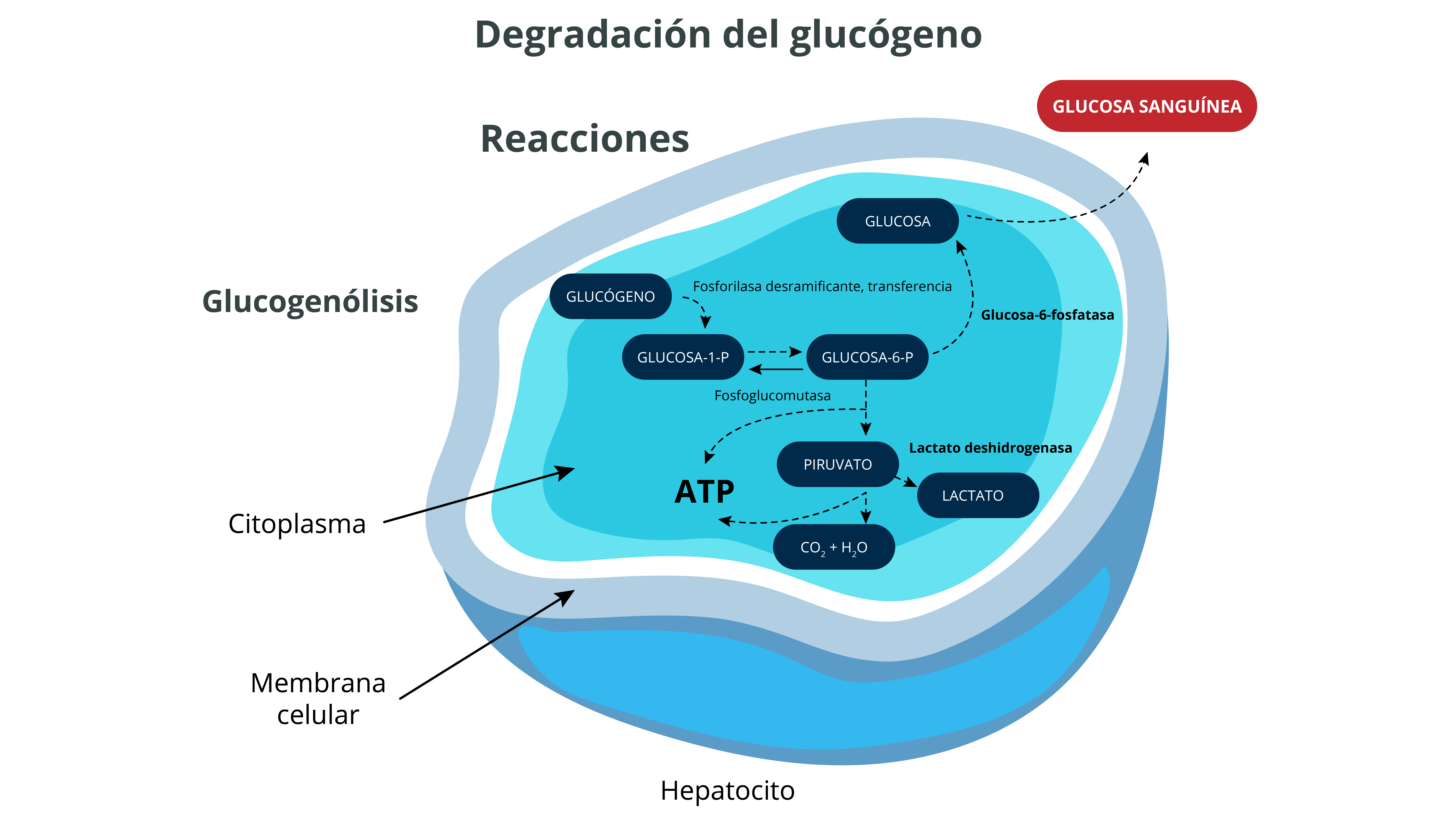 Glucogenólisis