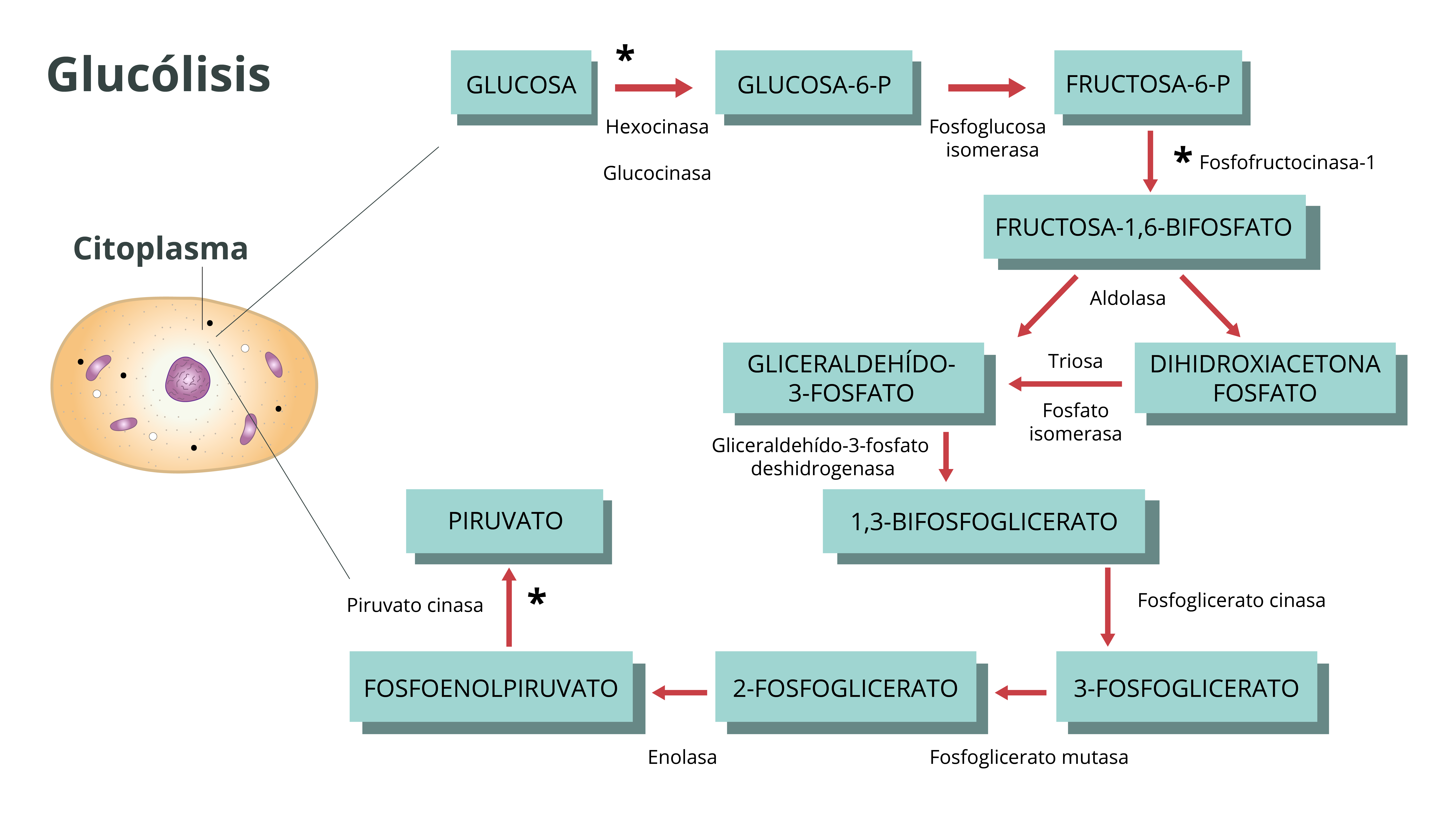 Las flechas indican que la dirección de la vía, a partir de glucosa-6-fosfato, puede variar su dirección.