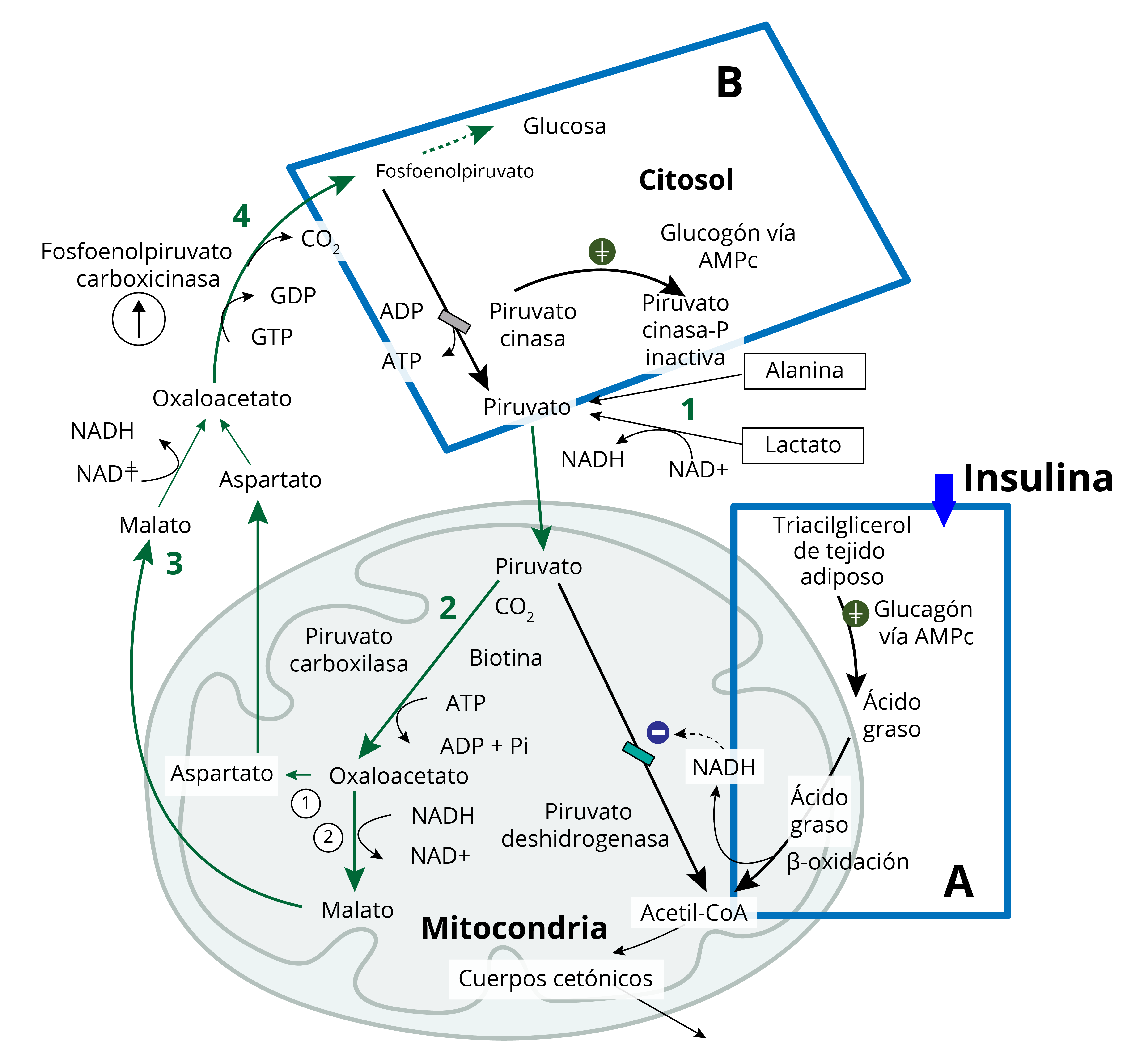 Esquema que muestra la conversión de la molécula de piruvato, desde que entra a la matriz mitocondrial, su conversión a oxaloacetato y los intermediarios que usa para salir de la matriz hacia el citoplasma celular, donde se convierte en fosfoenolpiruvato.