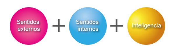 Ilustración que muestra las facultades de nivel inferior. 