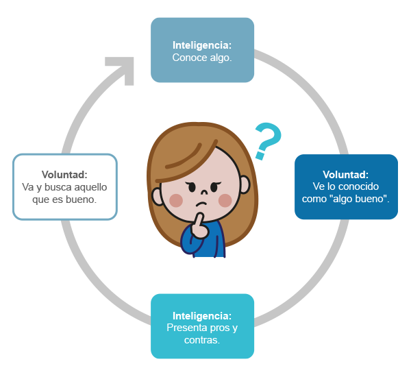 Ciclo de los actos humanos o voluntarios 