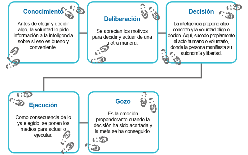  Pasos del acto voluntario