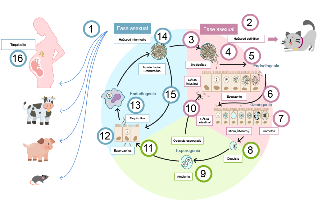 Uapa Ciclo Biológico De Toxoplasma Gondii 9681