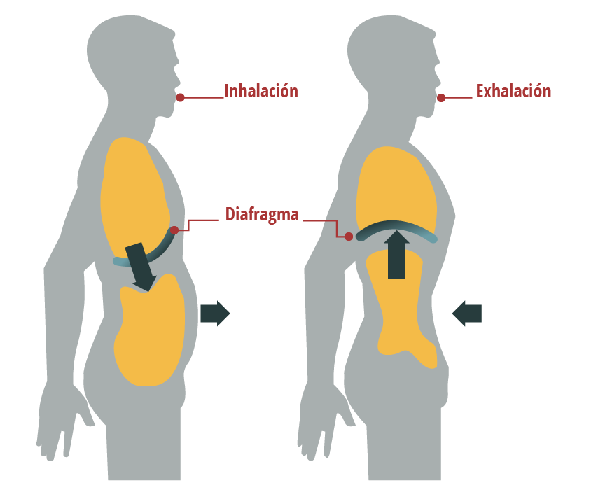Ilustración que muestra la respiración diafragmática.