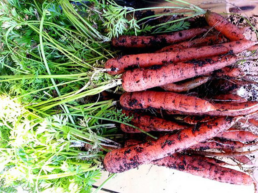 Zanahorias