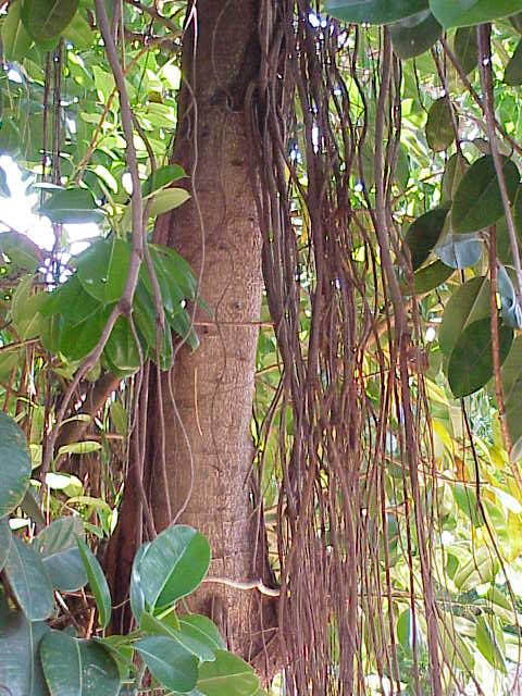 Fotografía de un Ficus elástica