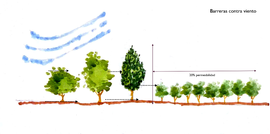 Ilustración de algunos árboles en horizontal que miden la altura de los mismos