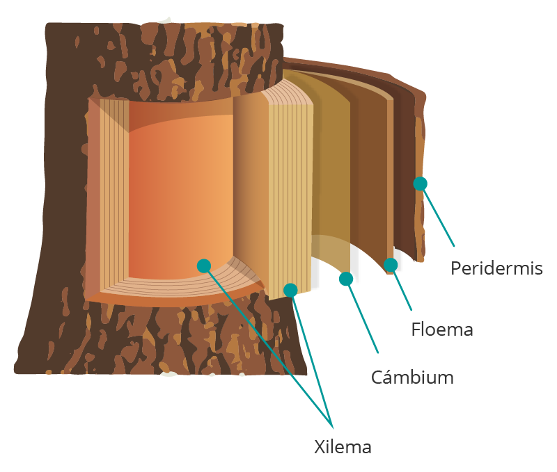 Ilustración que muestra un tronco de madera y sus capas