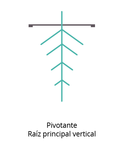 Ilustración de una raíz principal vertical