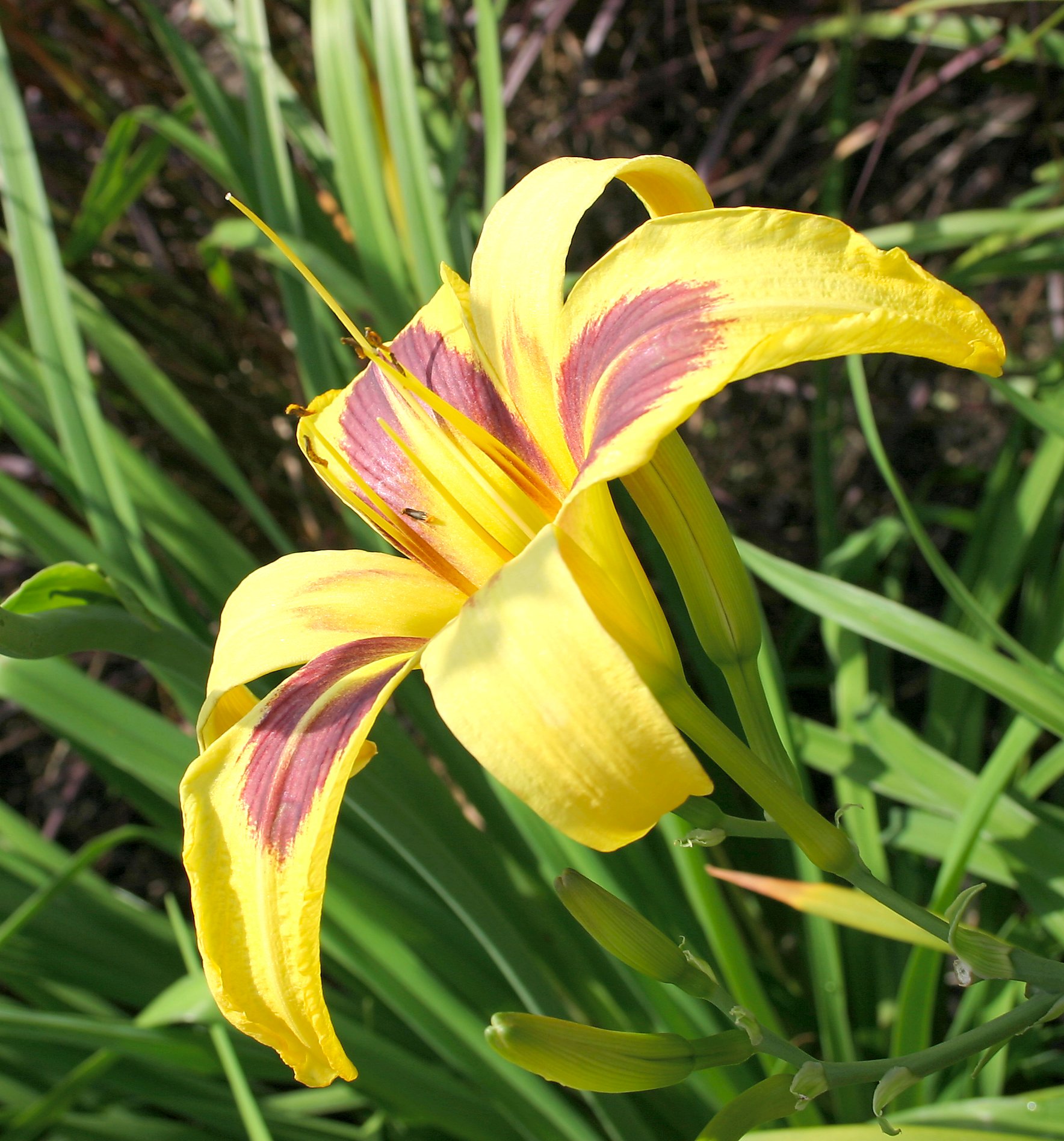 Fotografía de flor que exhibe armonía de color con los complementarios violeta y amarillo
