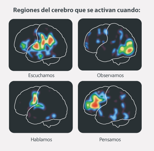 Regiones del cerebro activadas cuando escuchamos, hablamos, observamos o pensamos