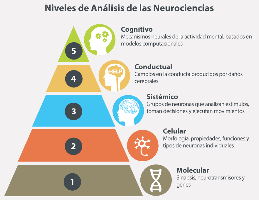 Descripción de los niveles de análisis en neurociencias