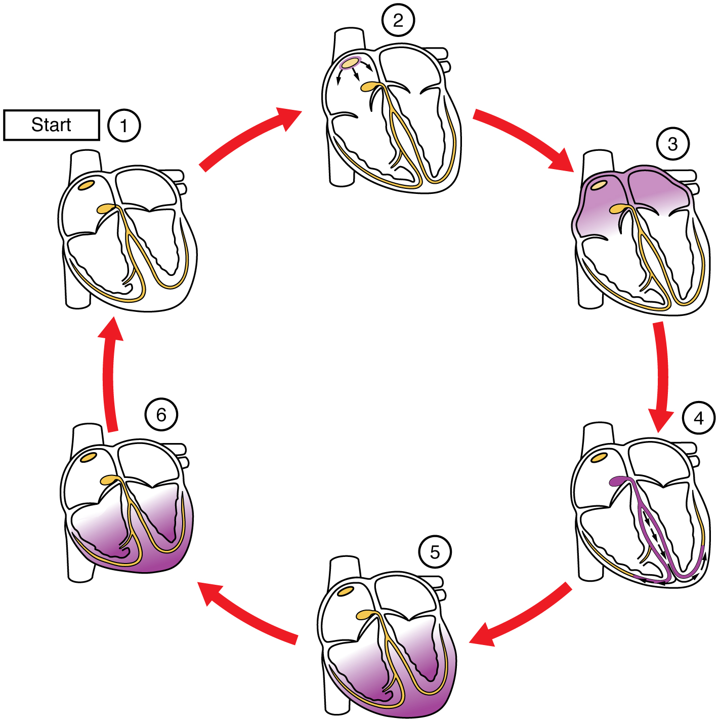 Esquema sobre despolarización cardiaca